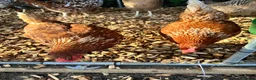 Chickens poultry for sale: 5 hybrid hens for sale  - Advert 9