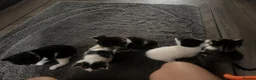 Mixed Breed cats for sale: Beautiful kittens ready to leave soon  - Advert 12