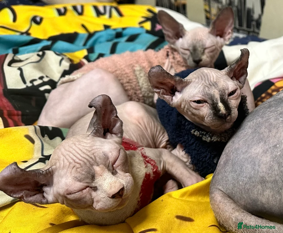 Sphynx cats for sale: LOVING SPHYNX KITTENS READY TO GO🤍 - Advert 27