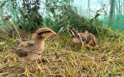 Chickens poultry for sale: Crested legbar chicks £10  - Image 1
