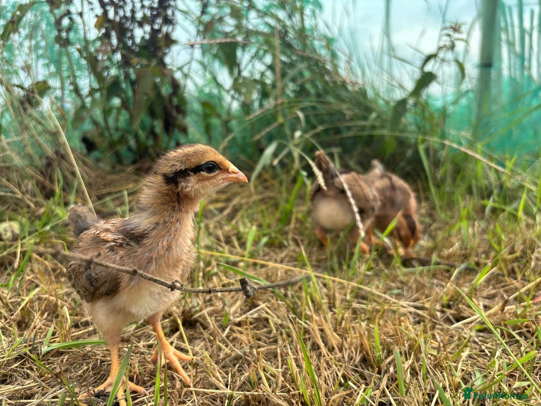 Chickens poultry for sale: Crested legbar chicks £10  - Image 1