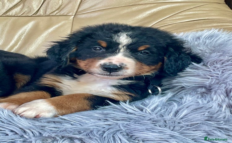 Bernese Mountain Dog dogs - Advert 1