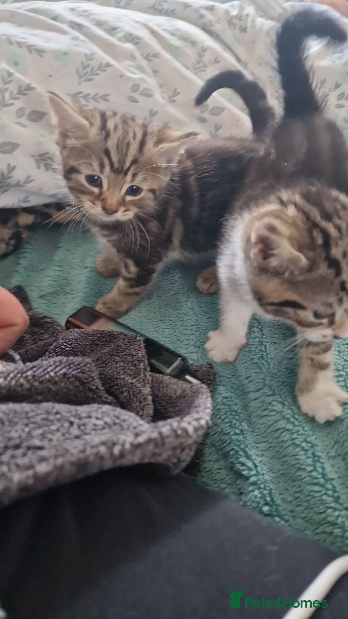Mixed Breed cats 4 kittens : 2 male 2 female - Advert 1