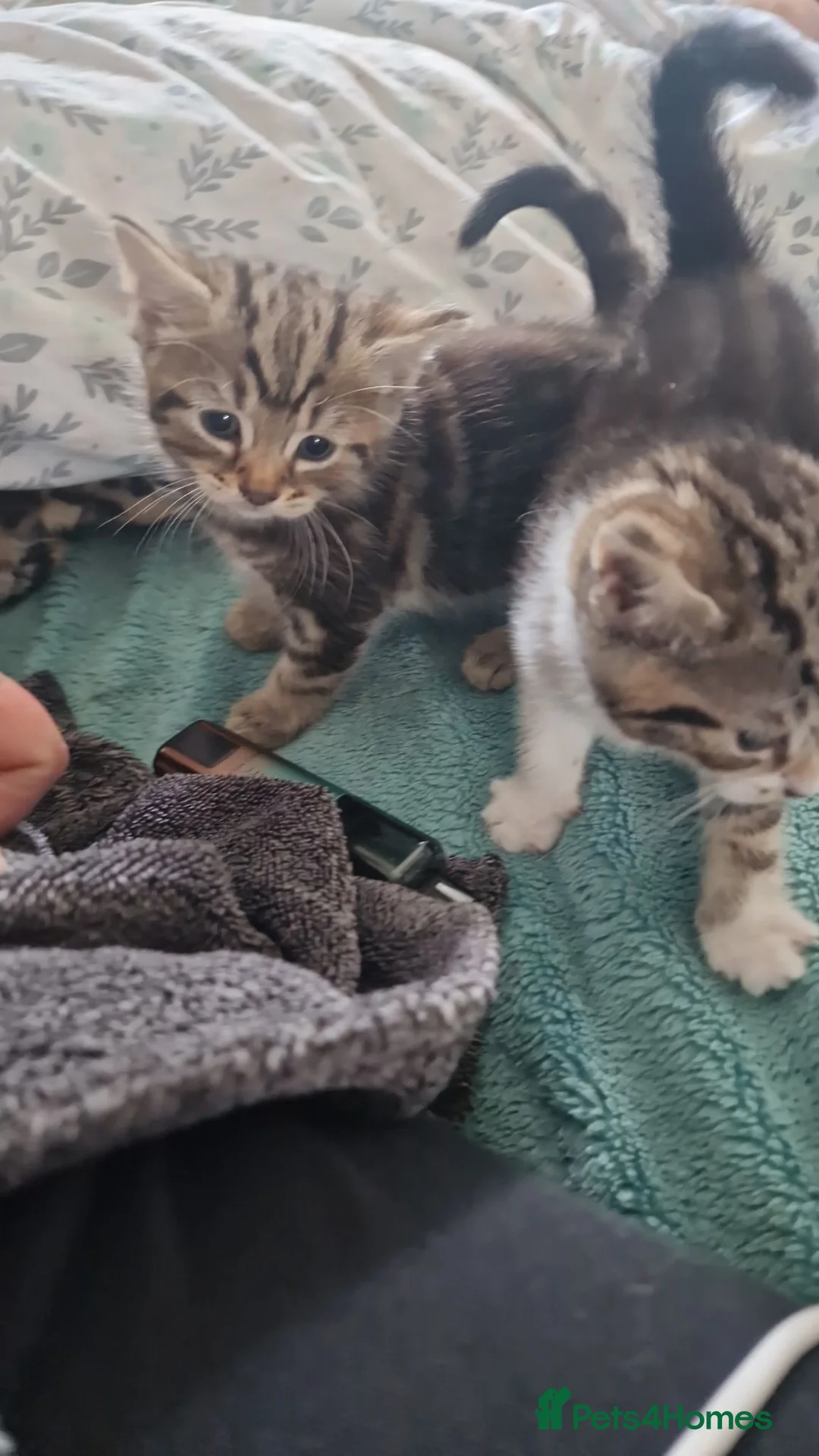 Mixed Breed cats for sale: 4 kittens : 2 male 2 female - Advert 1