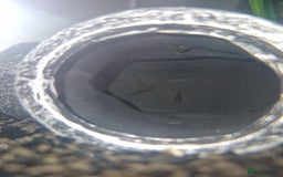 Plecos fish for sale: Baby Bristlenos Plecos - Image 2
