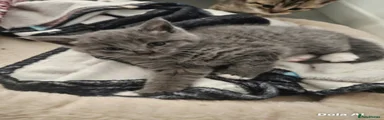 Grey with white paws 