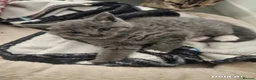 Mixed Breed cats for sale: Kittens  - Advert 5