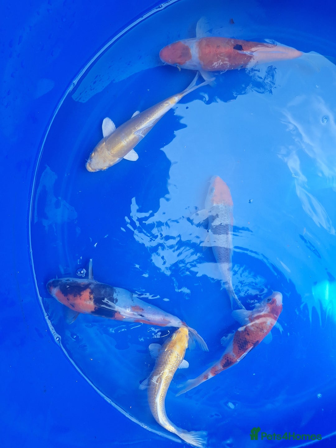 Koi Carp fish for sale: Japanese koi carp overstock available - Image 7