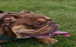 English Bulldog dogs for sale: One year old male British bulldog - Image 5