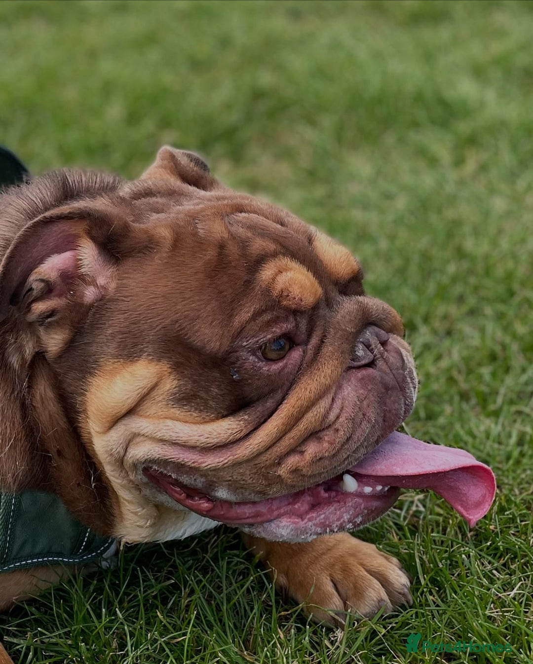 English Bulldog dogs for sale: One year old male British bulldog - Image 5