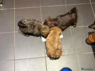 Shih Tzu dogs Karashishi shih tzu - Advert 4