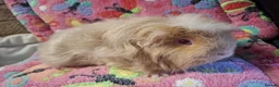 Guinea Pig rodents for sale: Young Adult Longhaired Sows For Retirement Homes  - Advert 13