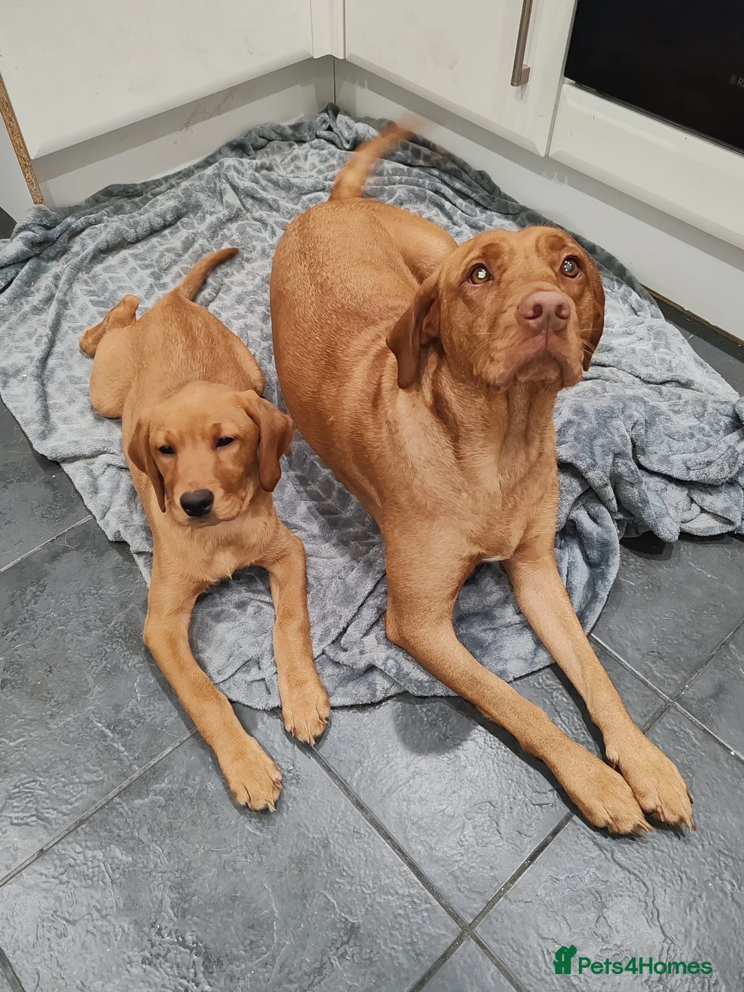 Labrador Retriever dogs for sale: FOX RED LABRADOR GIRL REDUCED READY NOW TO LEAVE  - Advert 1