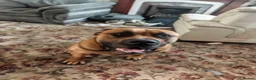 Boerboel dogs for stud: Boerboel male for stud - Advert 16