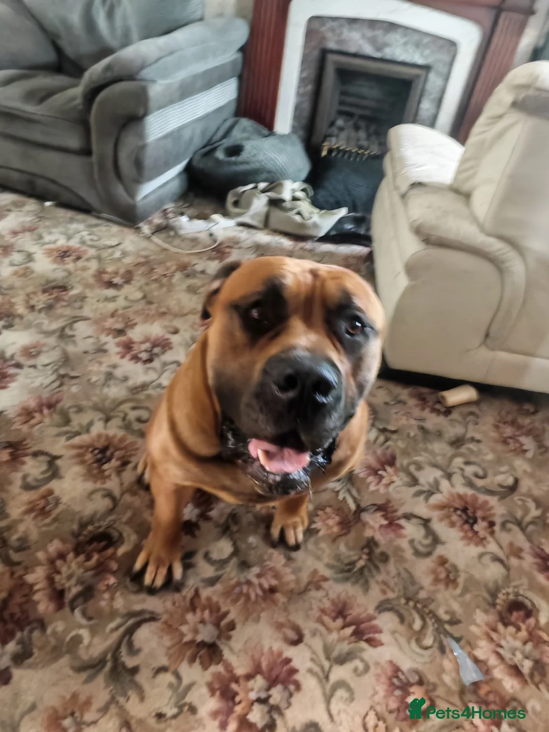 Boerboel dogs for stud: Boerboel male for stud - Advert 16