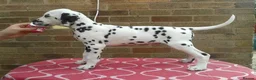 Dalmatian dogs for sale: Exceptional Dalmatian Puppies.  - Advert 12