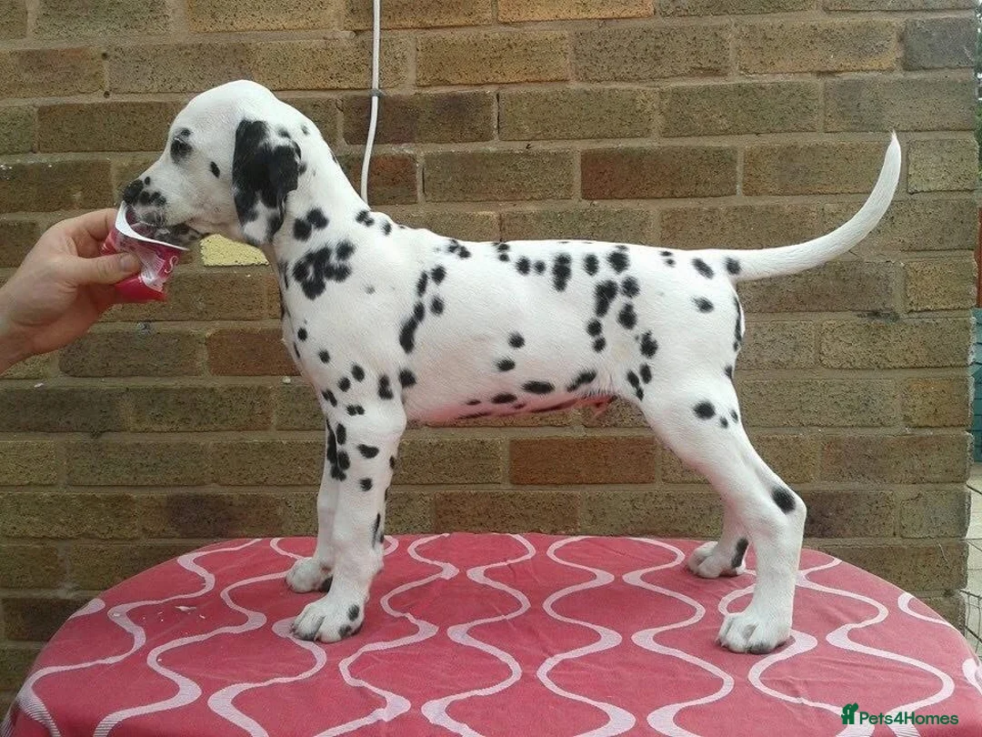 Dalmatian dogs for sale: Exceptional Dalmatian Puppies.  - Advert 12