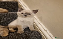 British Shorthair cats for sale: 💜GCCF Kittens Ready for Their Forever Homes!💜 - Image 9