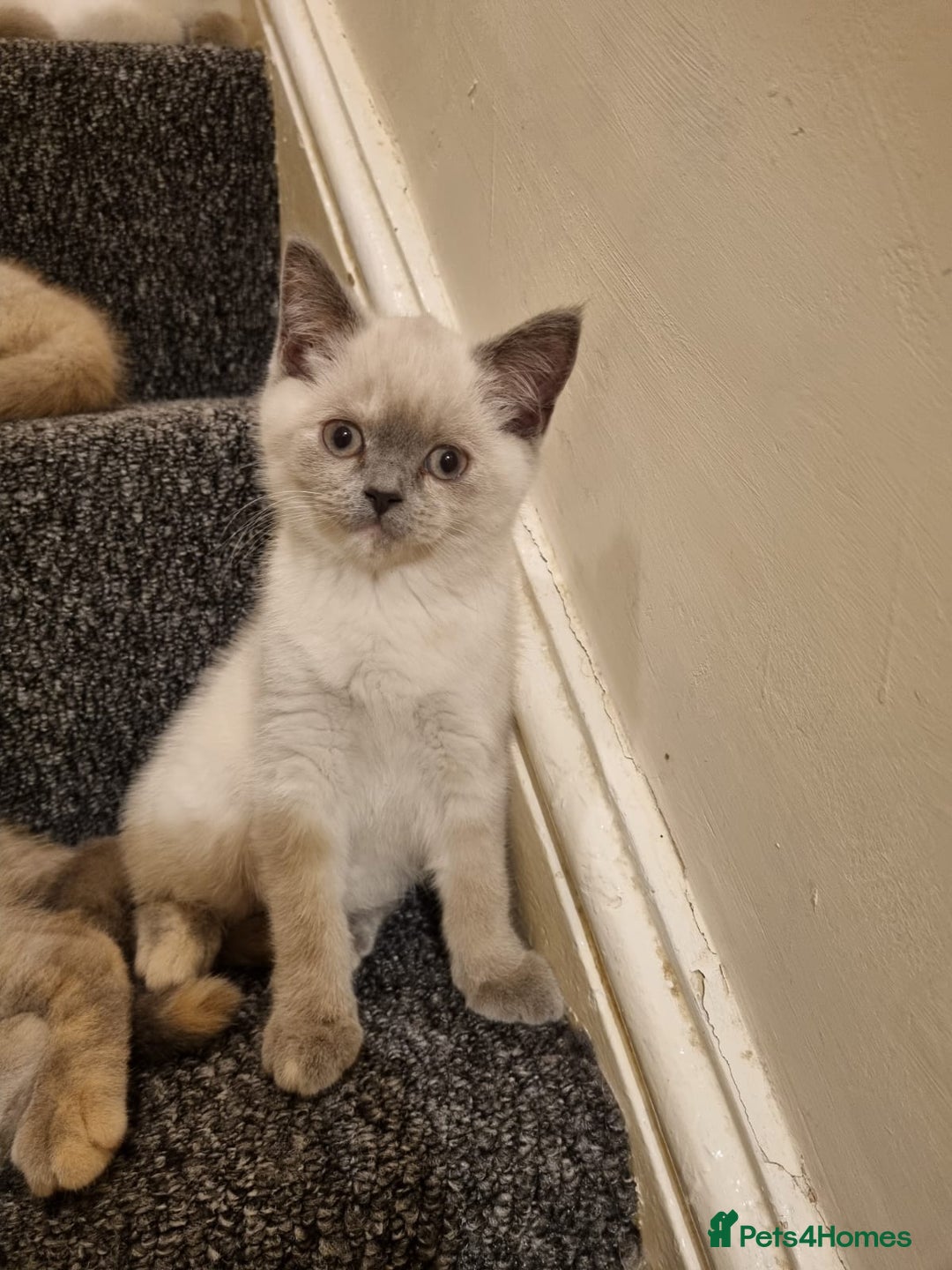 British Shorthair cats for sale: 💜GCCF Kittens Ready for Their Forever Homes!💜 - Image 9