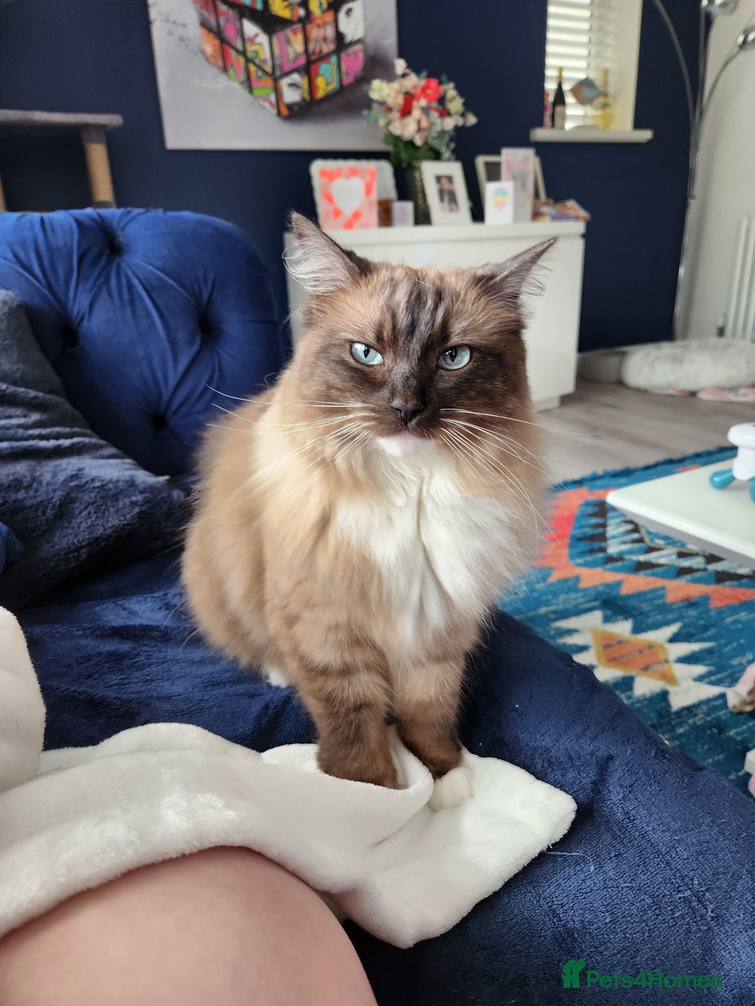 Ragdoll cats for sale: Gorgeous Ragdoll - Advert 4