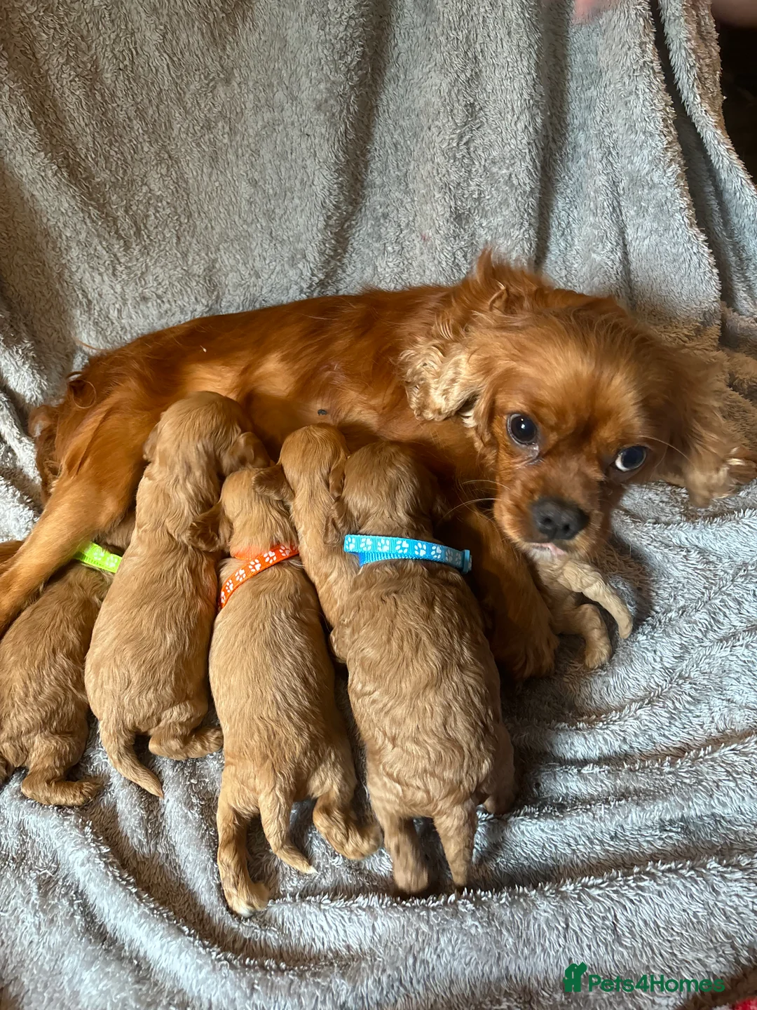 Toy Poodle dogs for stud: Red Toy poodle for stud health tested  in Swansea - Advert 6