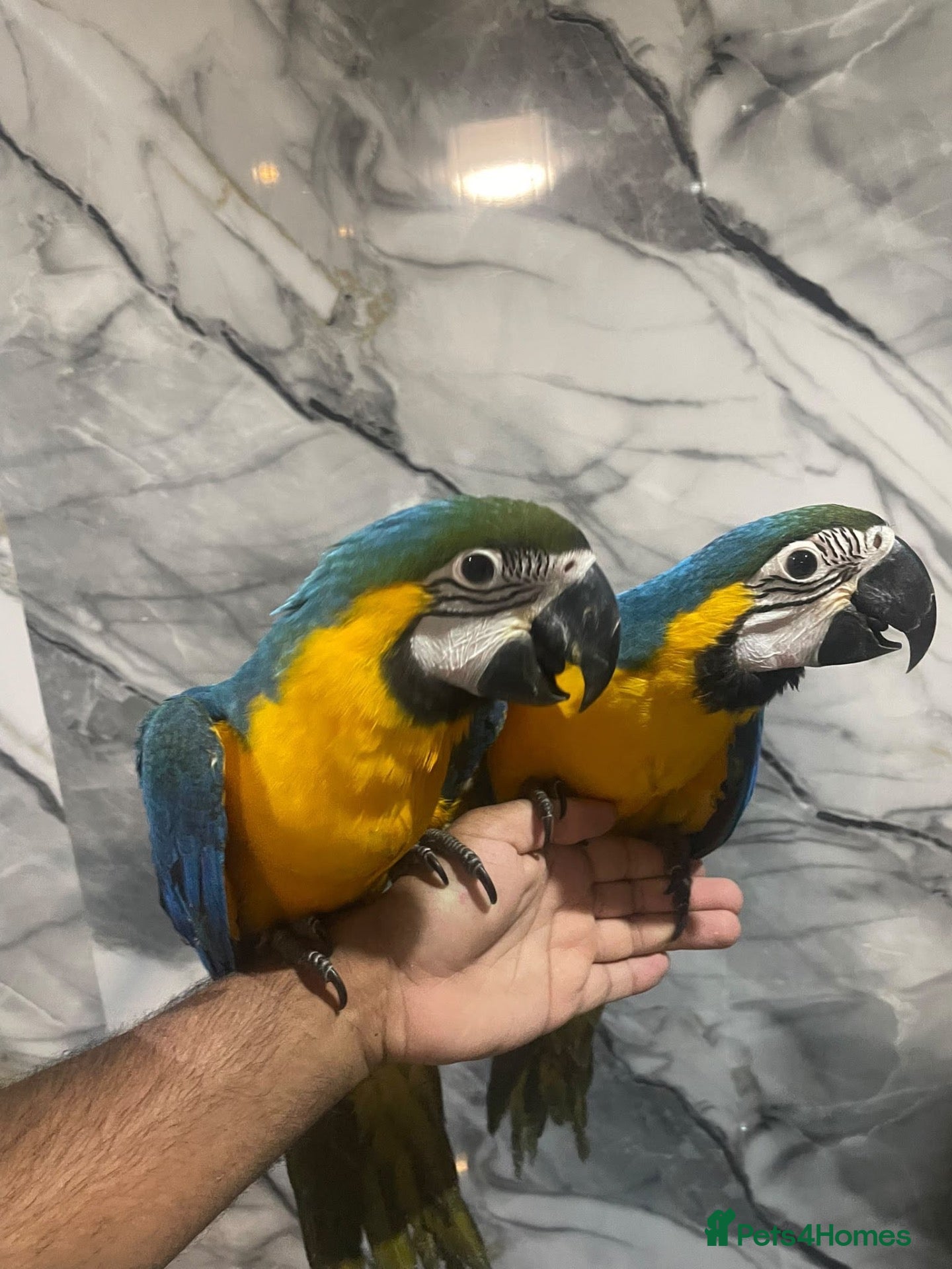 Macaws birds Baby HandReared Friendly Super Tame Cuddly Macaw - Advert 2