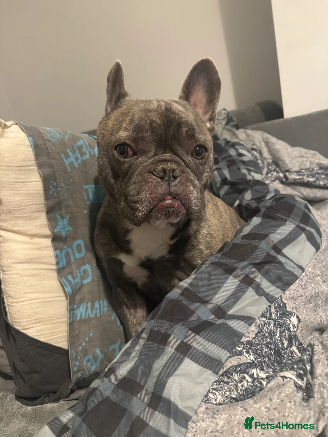 French Bulldog dogs for sale: Frenchie puppies 3 girls 1 boy available  - Advert 2