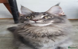 Maine Coon cats for sale: 🏅GCCF🏅 champion line pure maine coon in Waltham Cross - Image 8