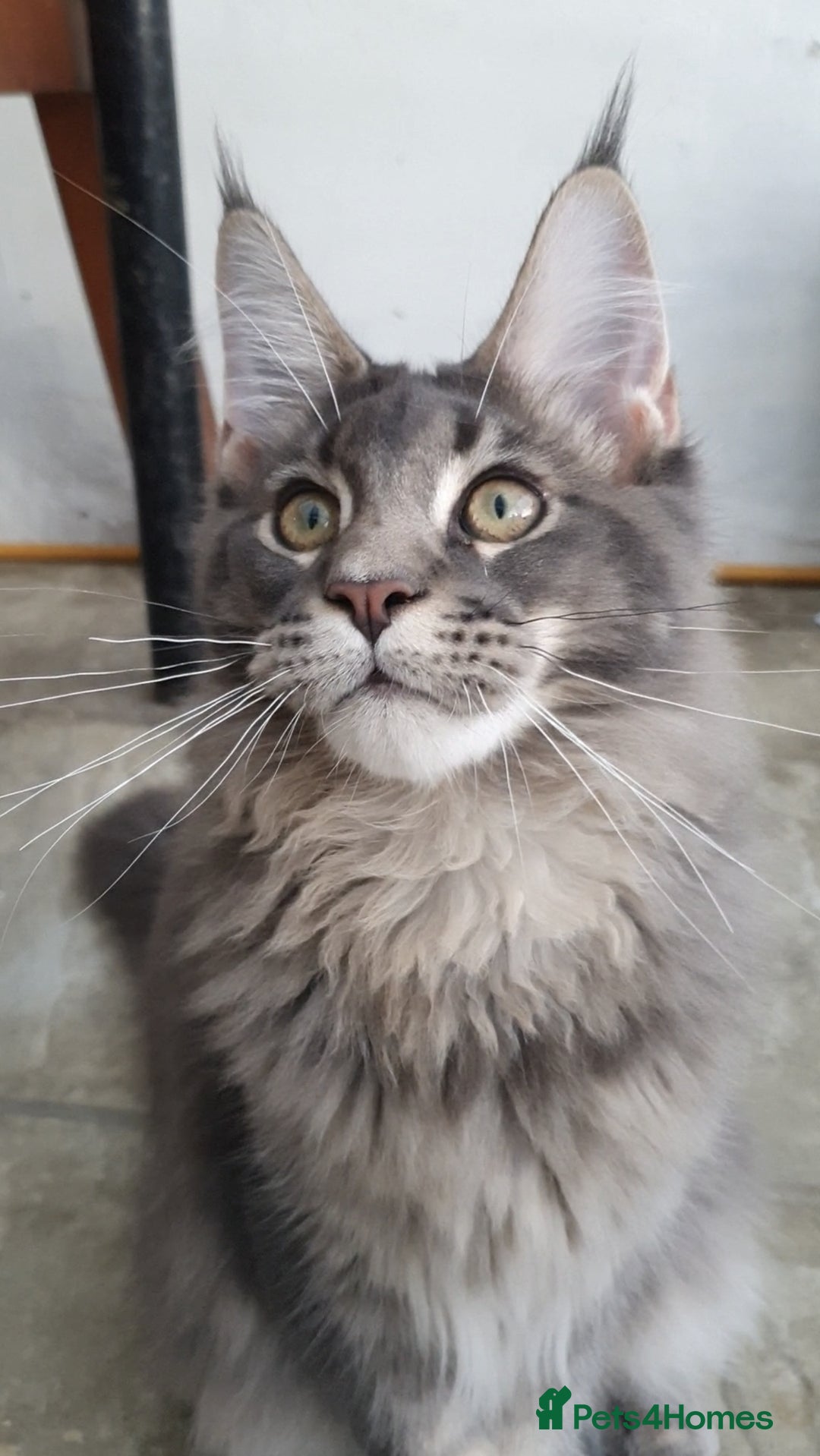 Maine Coon cats for sale: 🏅GCCF🏅 champion line pure maine coon in Waltham Cross - Image 8