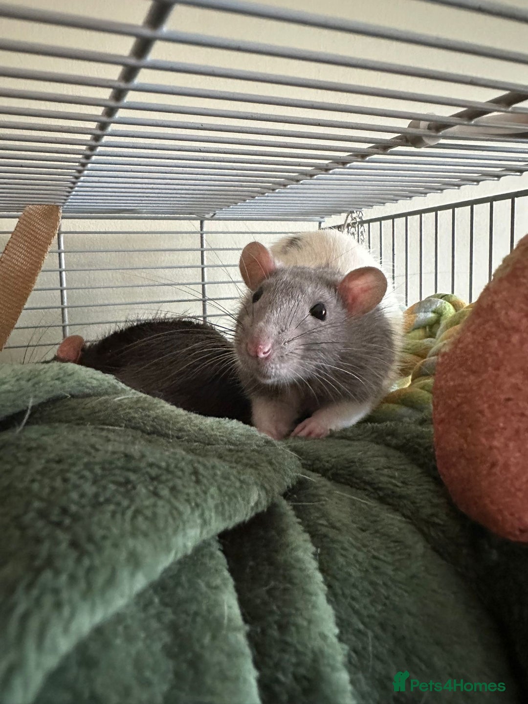 Rat rodents for sale: 4 Male Rats for adoption - Image 3