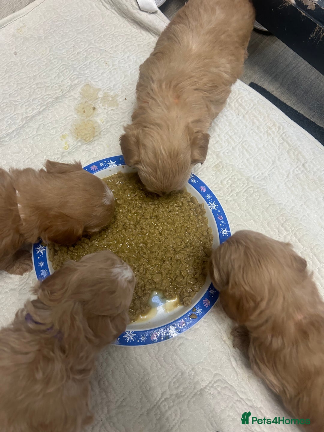 Maltipoo dogs for sale: F1 TINY TOY MALTIPOOS🩷health tested clear parents - Image 11