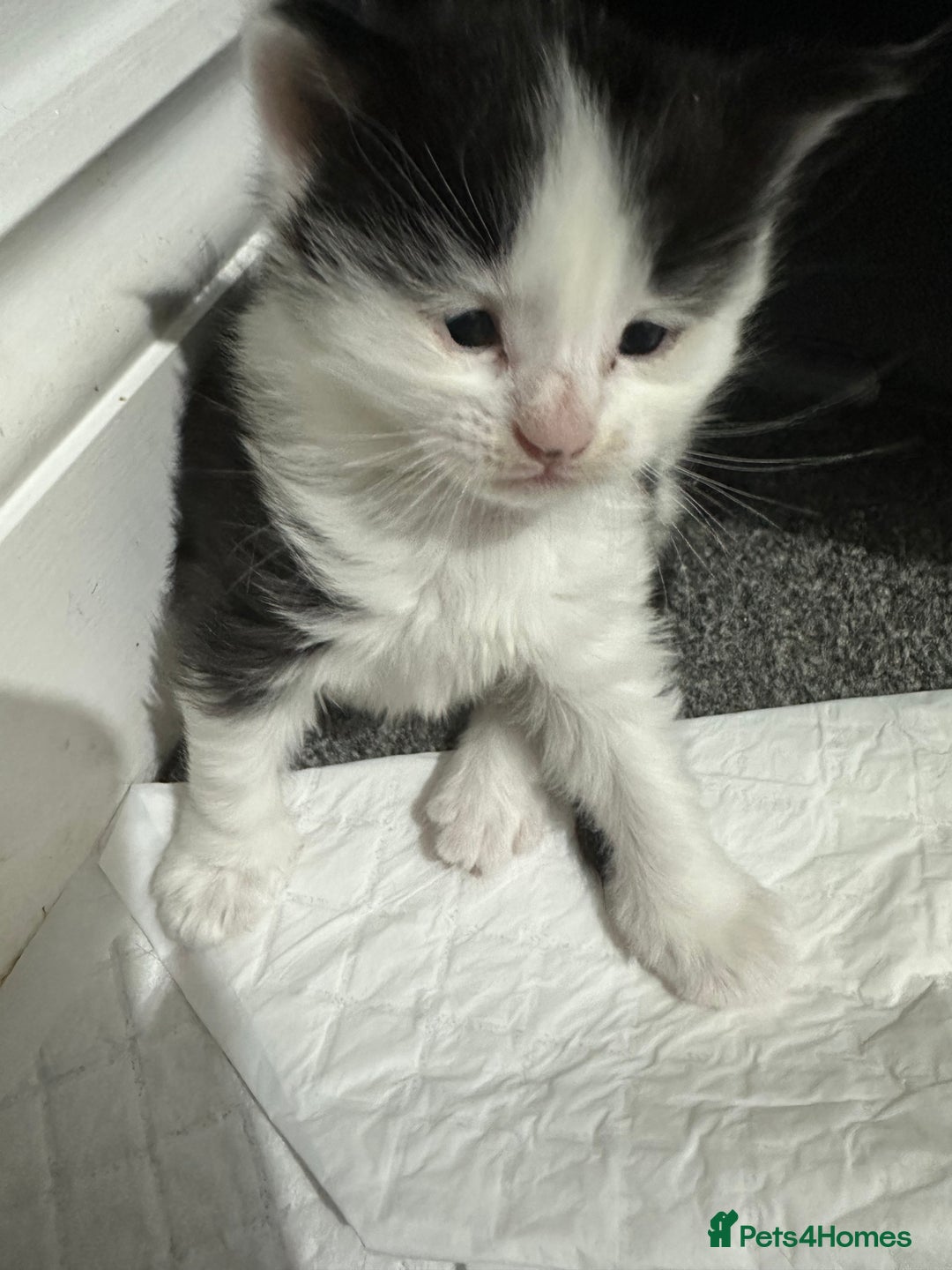 Siberian cats for sale: 5 Siberian Kittens & Mother Cat Available - Advert 6