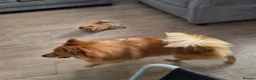Mixed Breed dogs for sale: Beautiful 3/4 Pomeranian/ 1/4 German Spitz Puppy - Advert 8