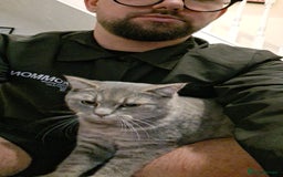 British Shorthair cats for sale: British Shorthair x Ragdoll Cat for Rehoming  - Image 8