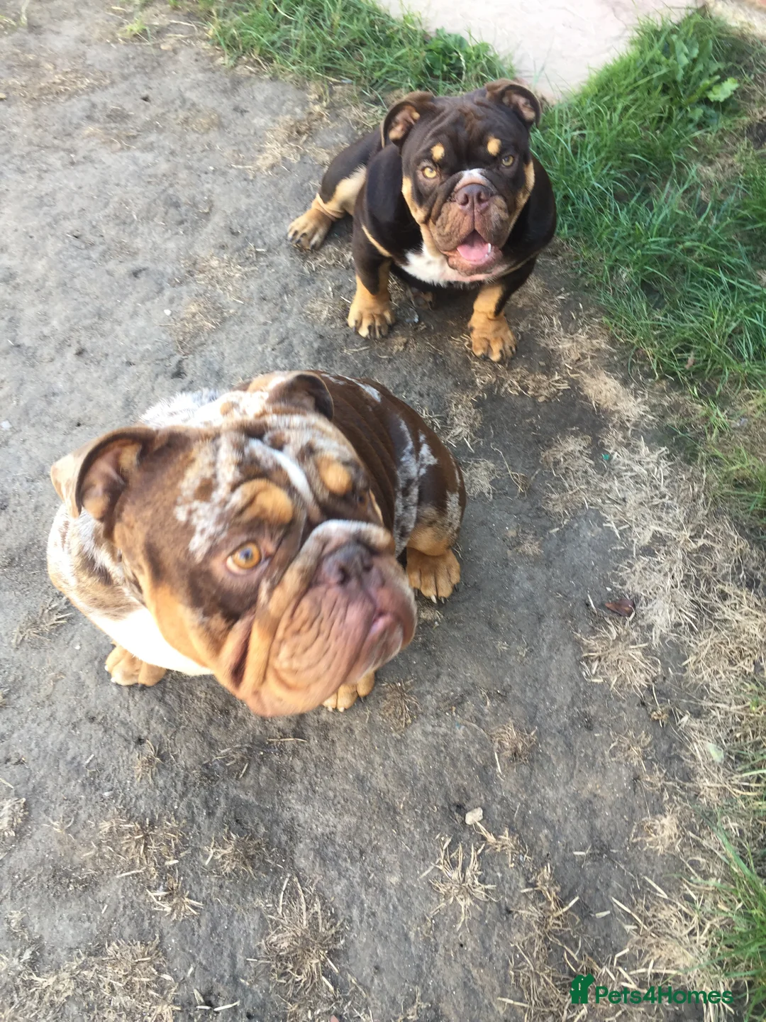 English Bulldog dogs for stud: 💙🍫FRANK🍫💙 in Southampton - Advert 15