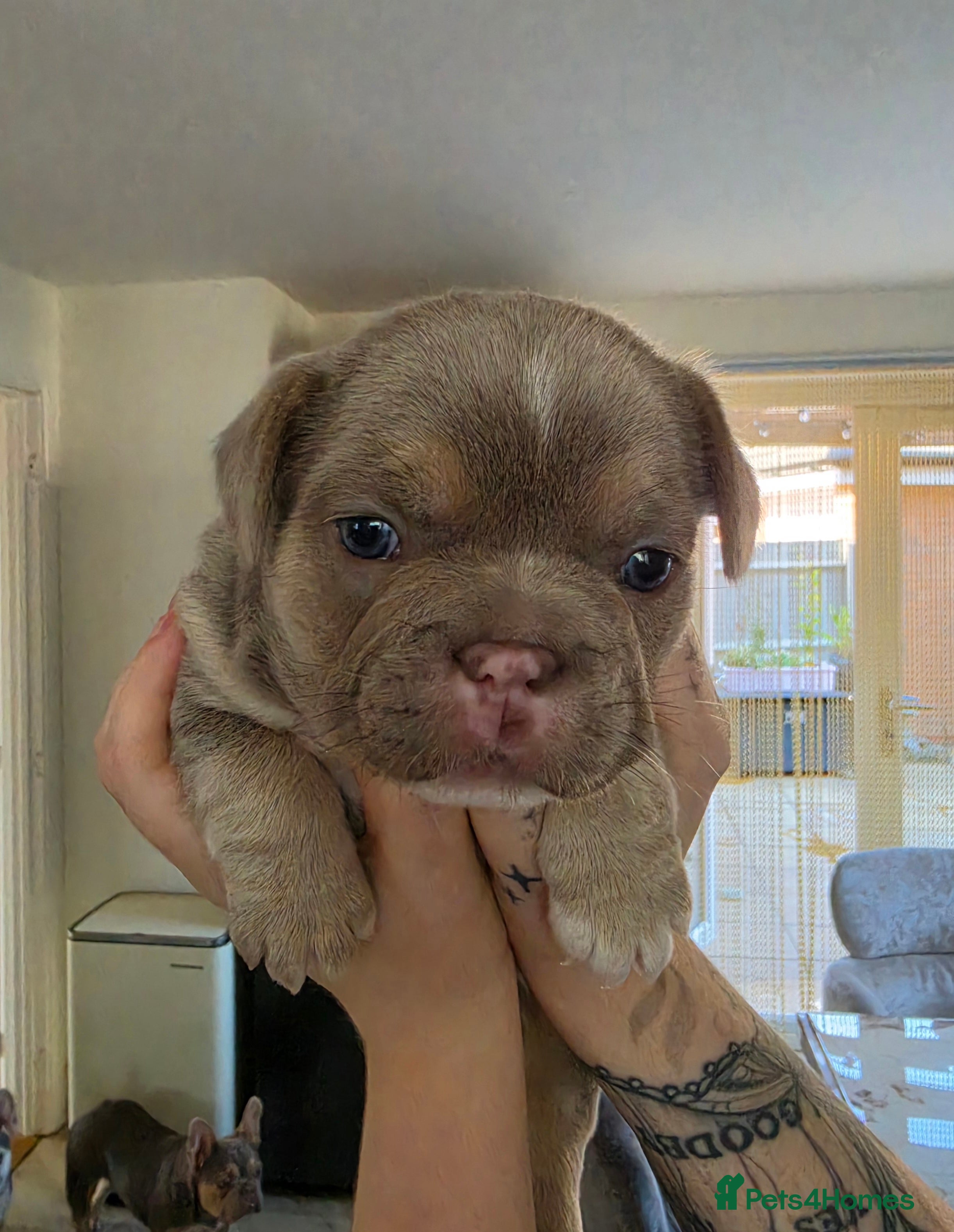 French Bulldog dogs Last frenchie boy - Advert 1