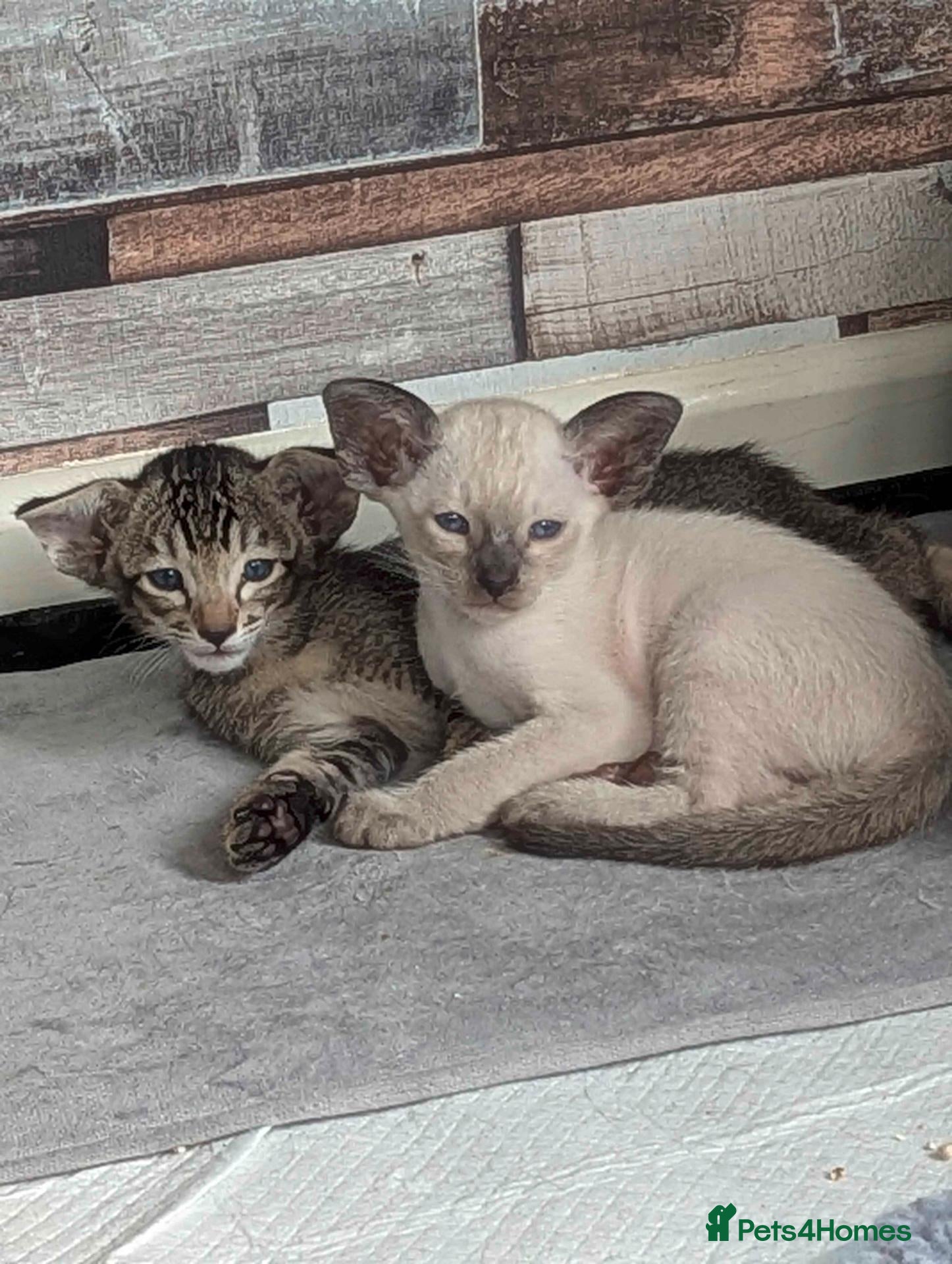 Oriental cats GCCF Registered kittens - Advert 4