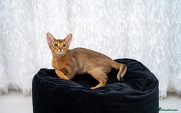 Abyssinian cats for sale: One of the Kind Abyssinian Girl-Champions Pedigree - Image 15