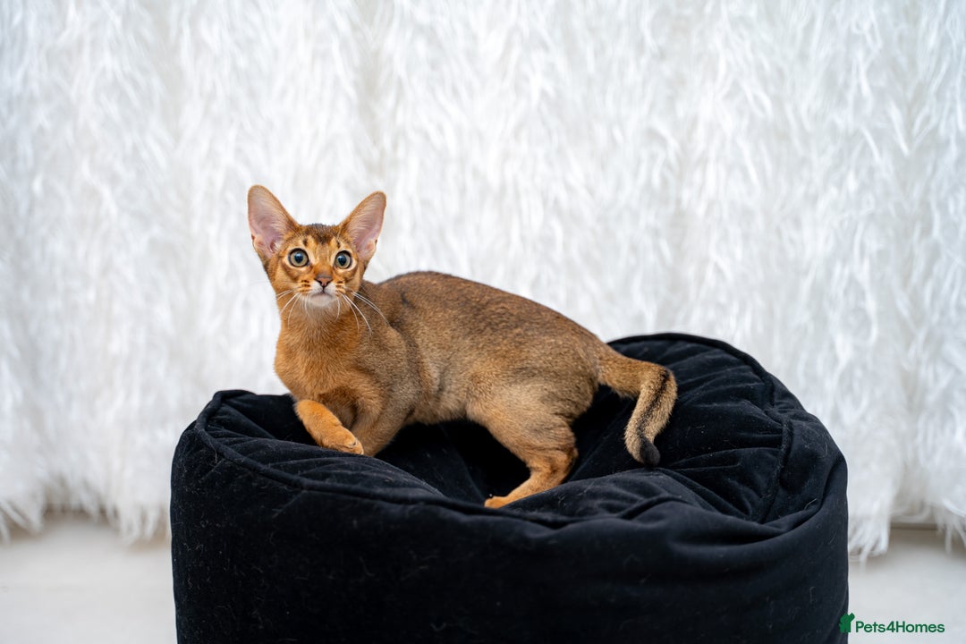 Abyssinian cats for sale: One of the Kind Abyssinian Girl-Champions Pedigree - Image 15