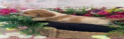 Mixed Breed dogs for sale: F1BB ENGLISH SHOW TYPE COCKERPOOS in Waterlooville - Advert 21