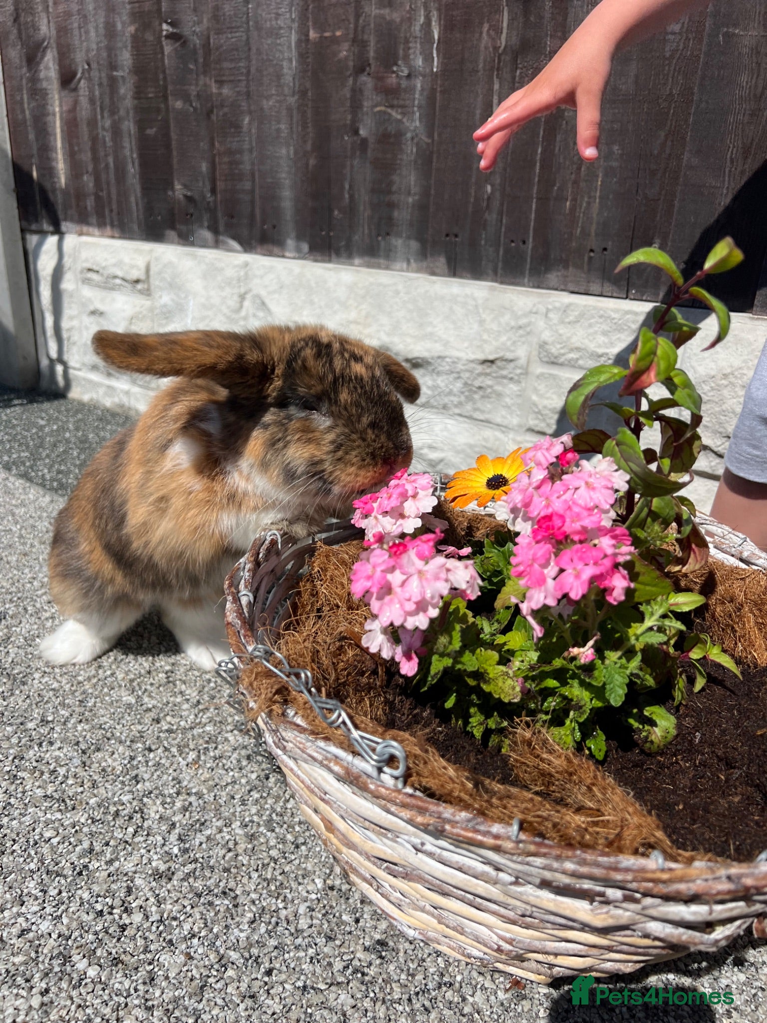 Mini Lop rabbits Mini lop  - Advert 10