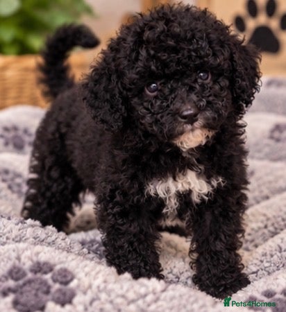 Poochon dogs Stunning F1b toy Poochon 5* rated graded health ✅ - Advert 2