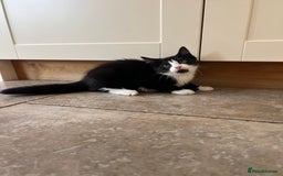 Mixed Breed cats for sale: Mixed breed kittens for sale - Image 3