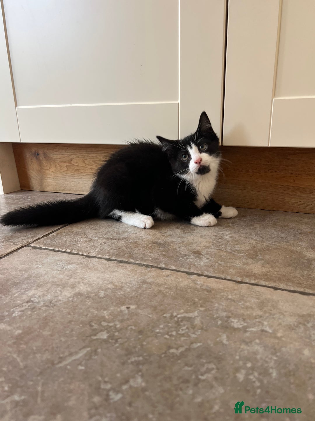 Mixed Breed cats for sale: Mixed breed kittens for sale - Image 3