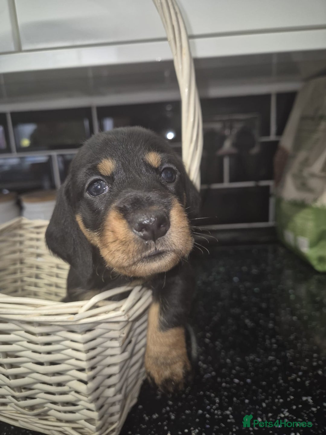 Dachshund dogs for sale: Standard dachshund's  - Image 12