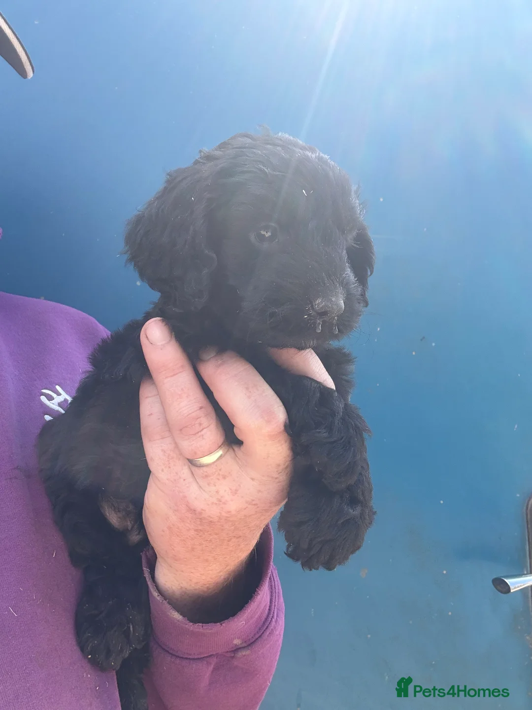 Cockapoo dogs for sale: F1 Cockapoo Pups Ready 20/6/26 - Advert 16