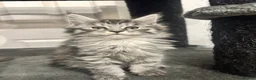 Maine Coon cats for sale: Last litter of the year Super Maine Coons in Blackpool - Advert 3
