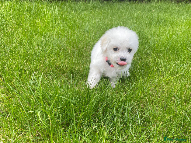 Bichon Frise Puppy 1
