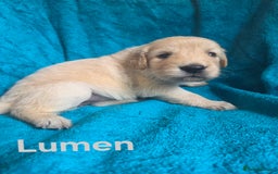 Goldador dogs for sale: Goldador Puppy 5 - Kitanas puppies  - Image 21