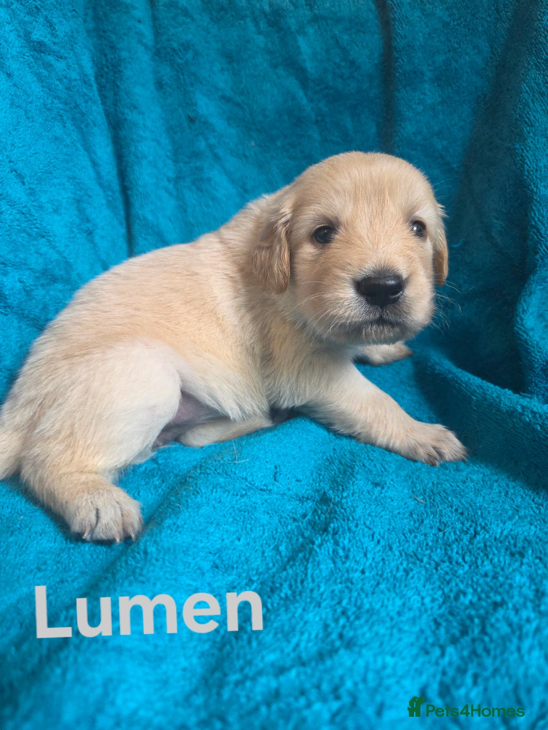 Goldador dogs for sale: Goldador Puppy 5 - Kitanas puppies  - Image 21
